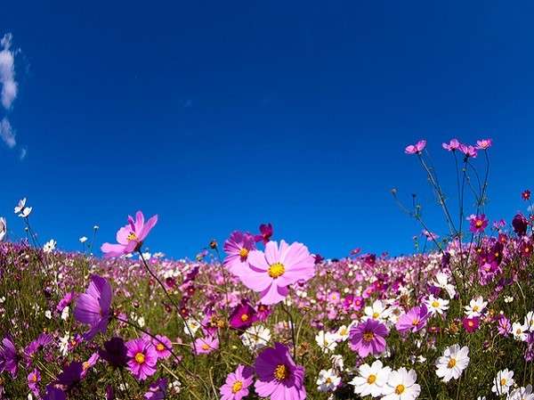 Ngất ngây 4 mùa thiên đường hoa ở Hitachi