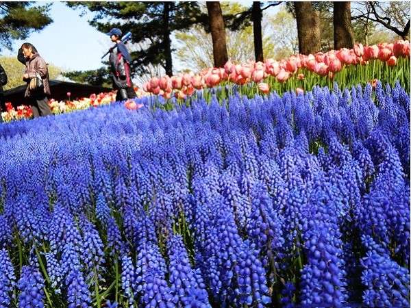 Ngất ngây 4 mùa thiên đường hoa ở Hitachi